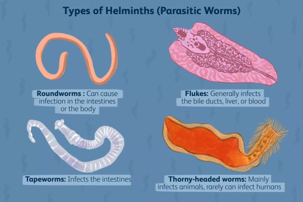 Intestinal Parasites Health Well Done   Parasites Graphic 01 600x400 